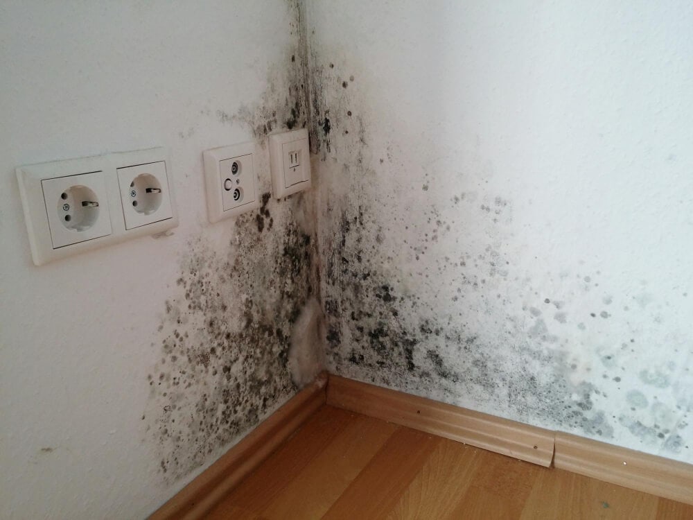  Close Up Of Moldy Wall At Home