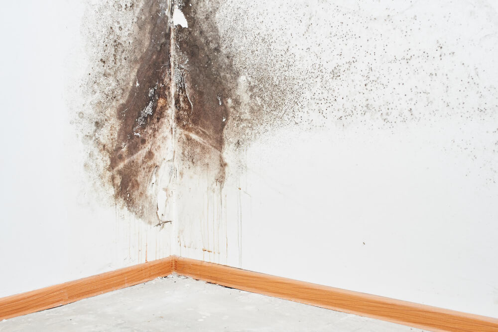 How Addressing Mold Issues Can Protect Your McKinney Investment