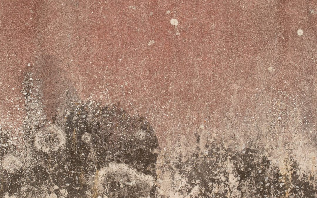 Mold Risks After Water Damage: What Anna, TX Residents Need to Know