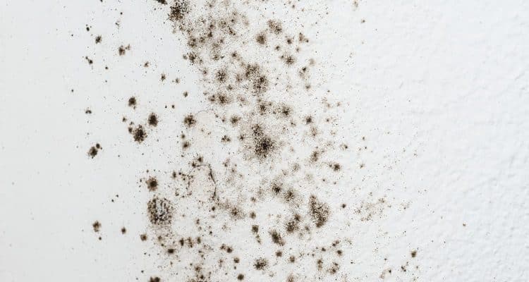 mold on walls