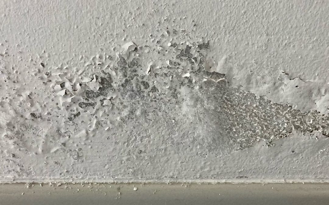 Why Mold Often Returns After Improper Cleanup and How Remediation Prevents It