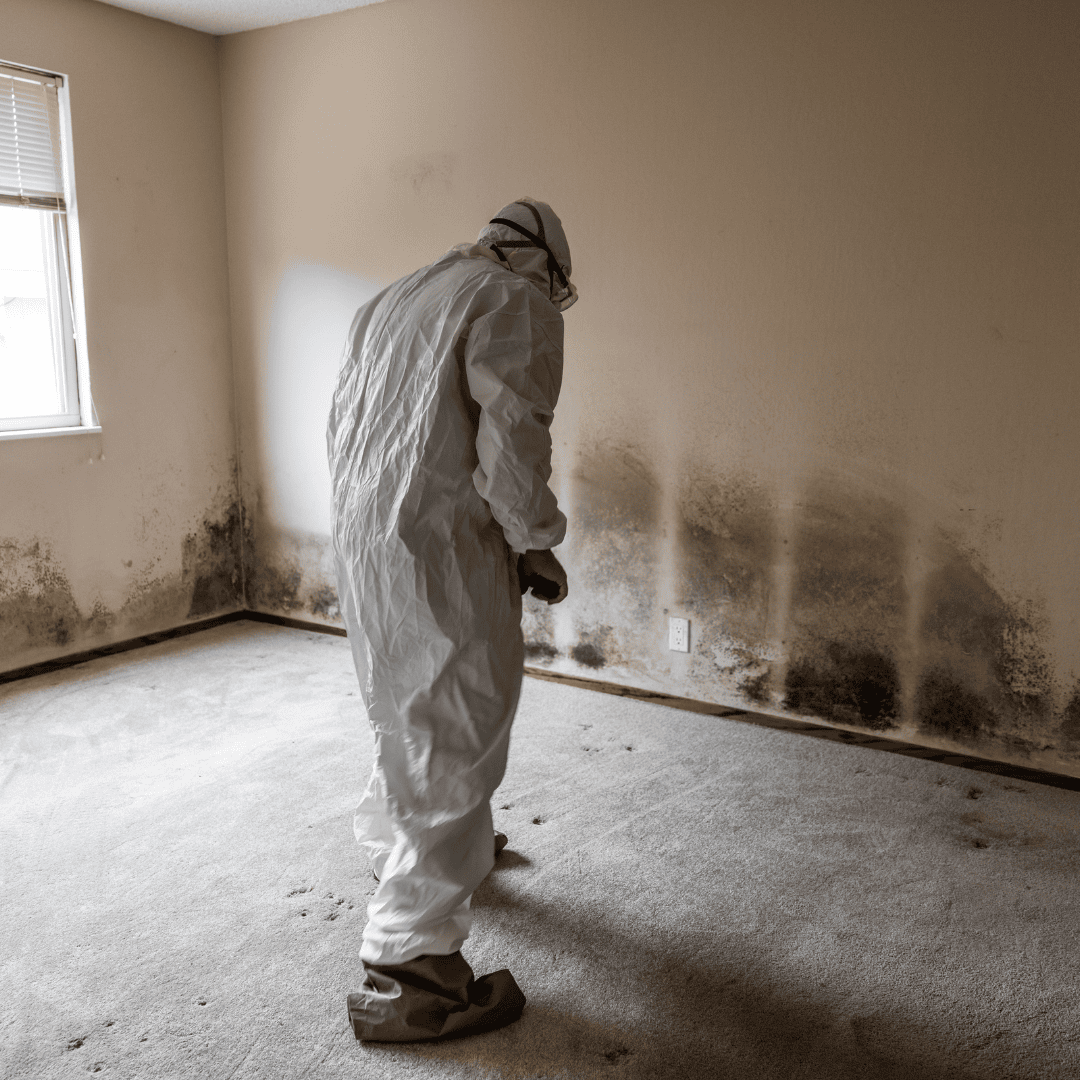mold removal