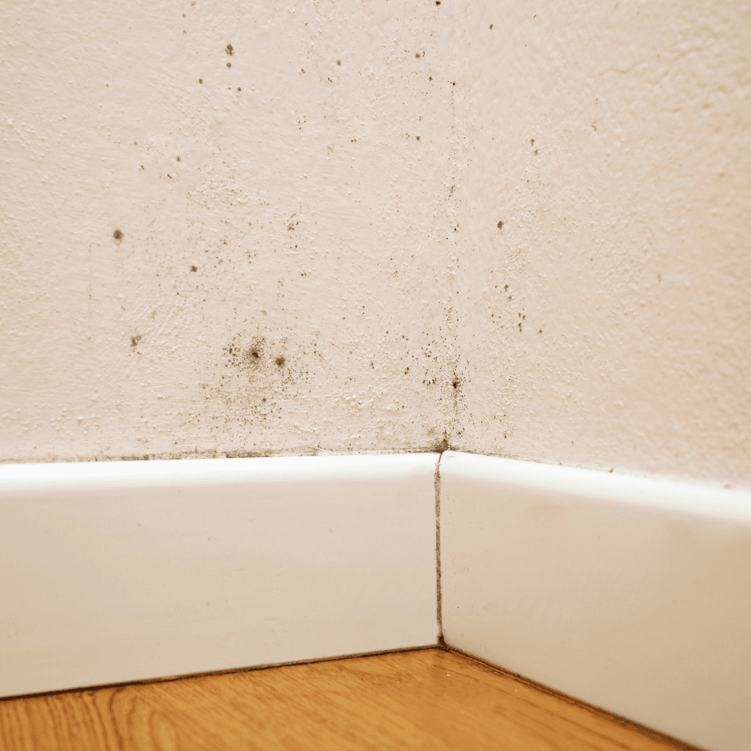 mold