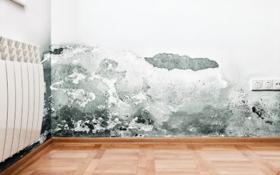 The Mold Remediation Checklist Every McKinney, TX Property Owner Should Run Before It Spreads