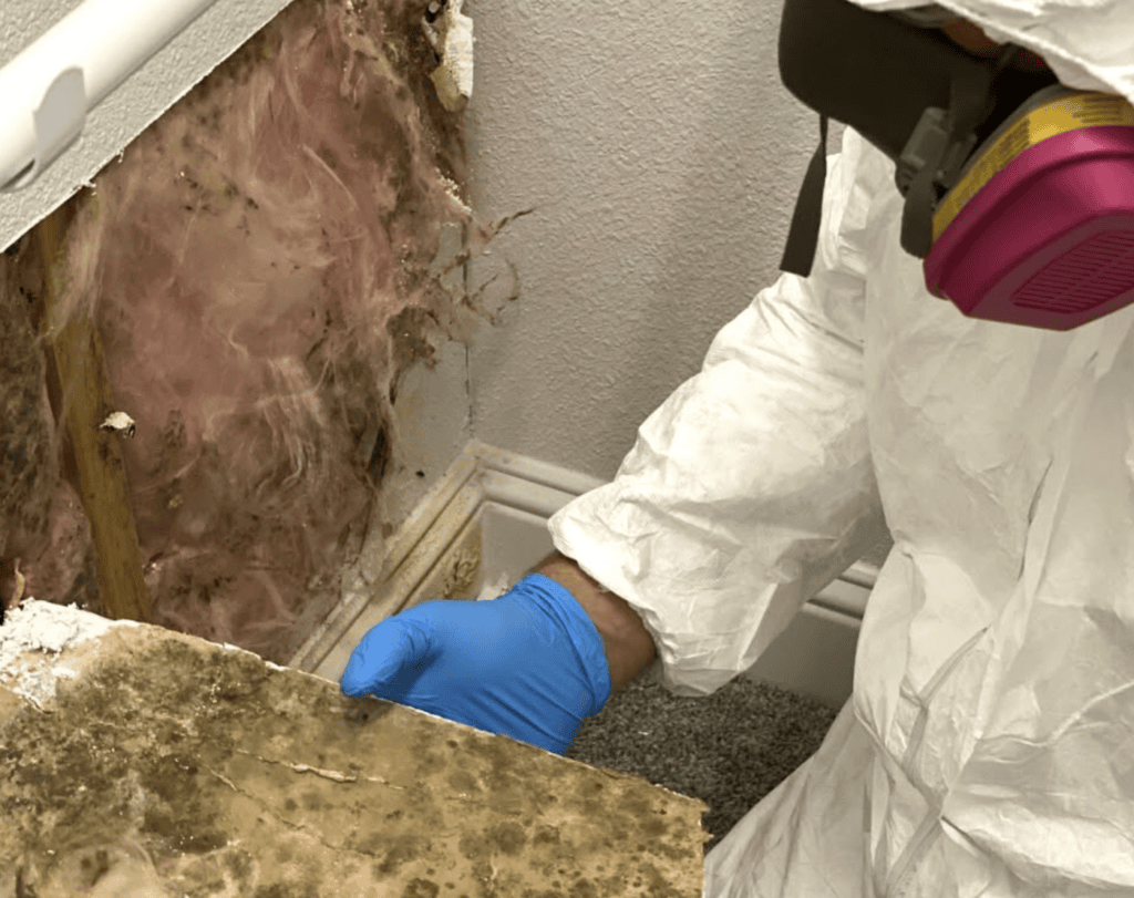 Mold-affected building material removed during remediation