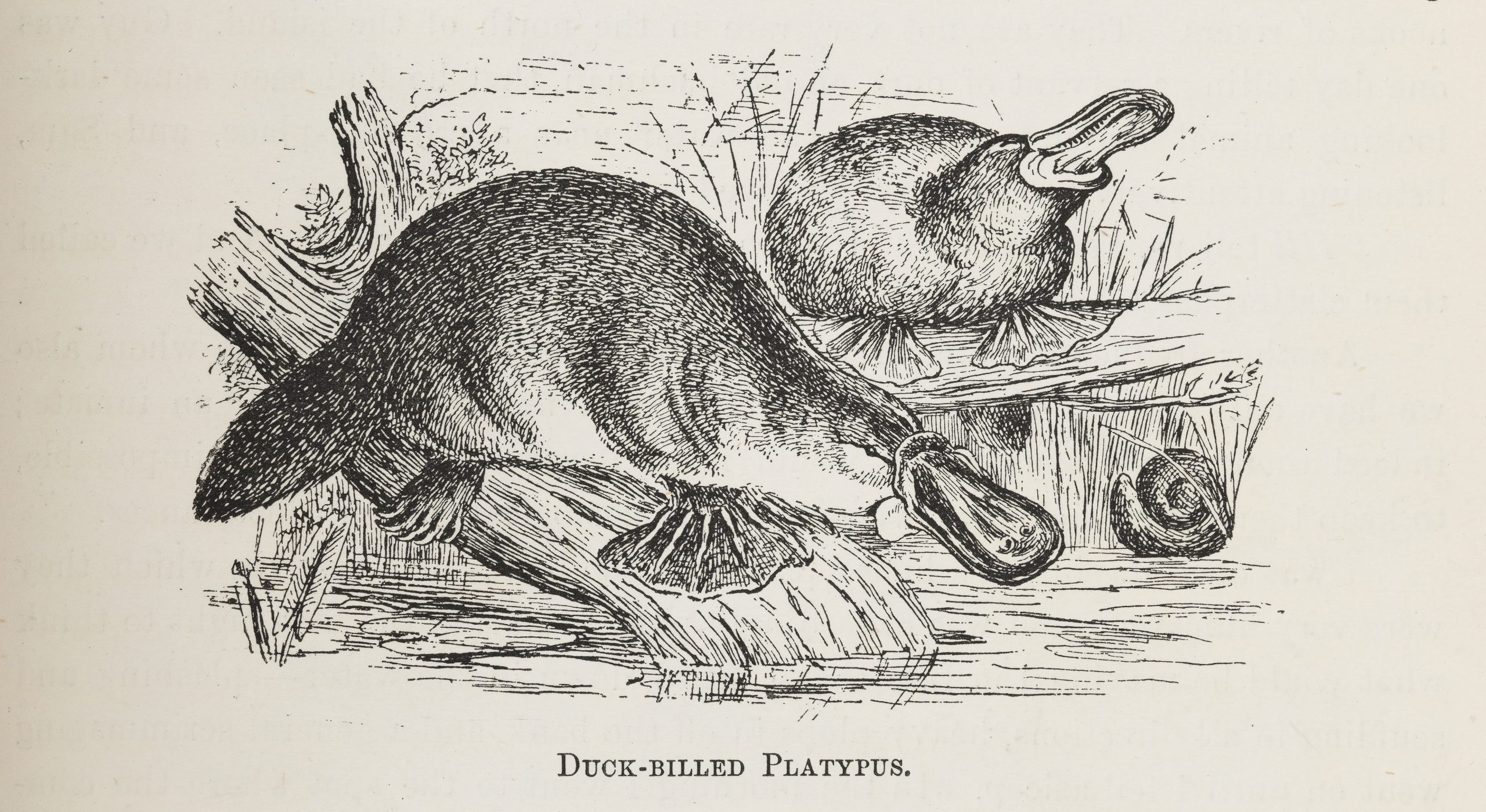 A drawing of two platypuses on branches.