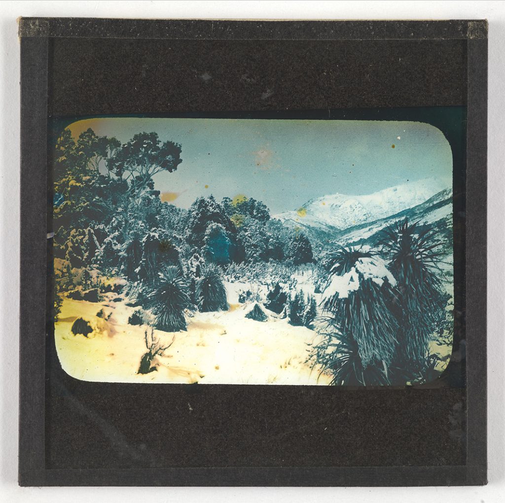 Photograph - Snowscape with plants [Lantern Slide - yellow tinged]