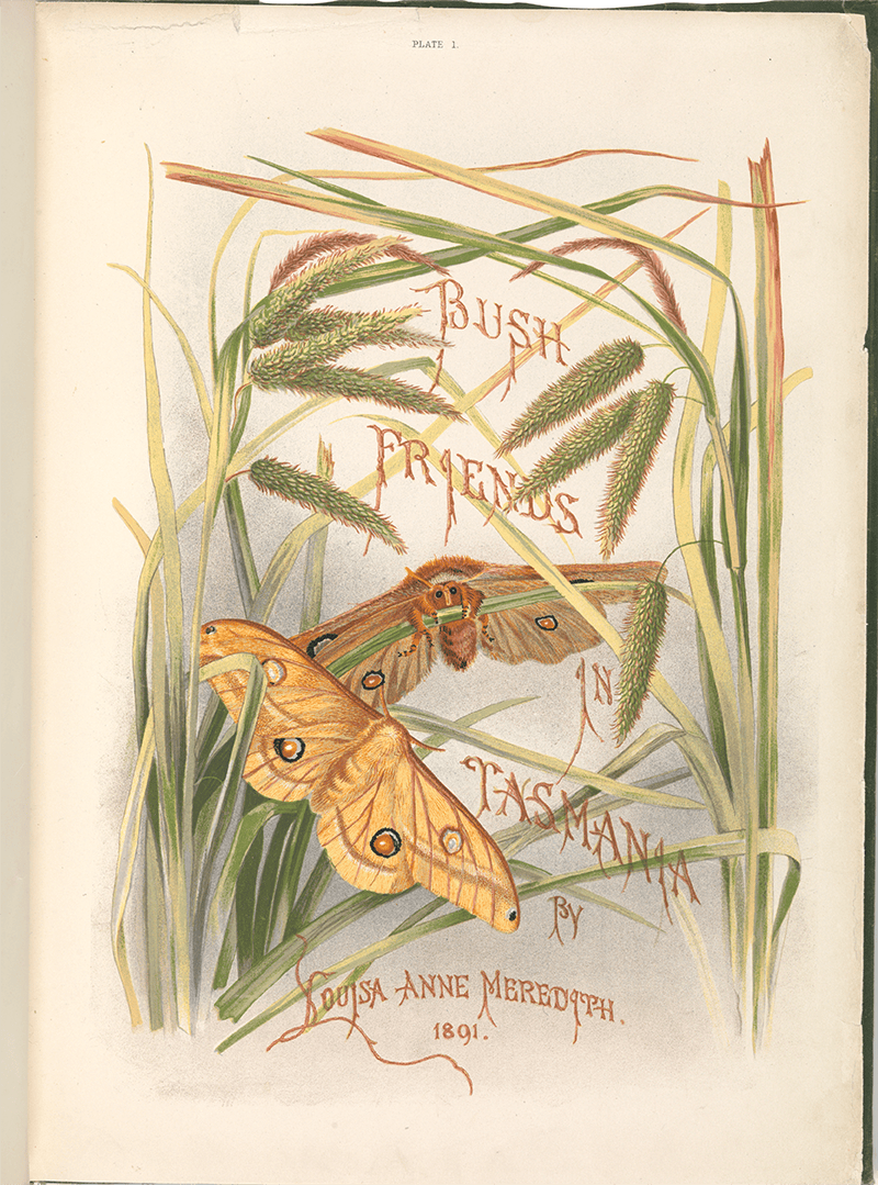 Cover page from Bush Friends in Tasmania. Features a pencil drawing of two moths sitting on grass leaves