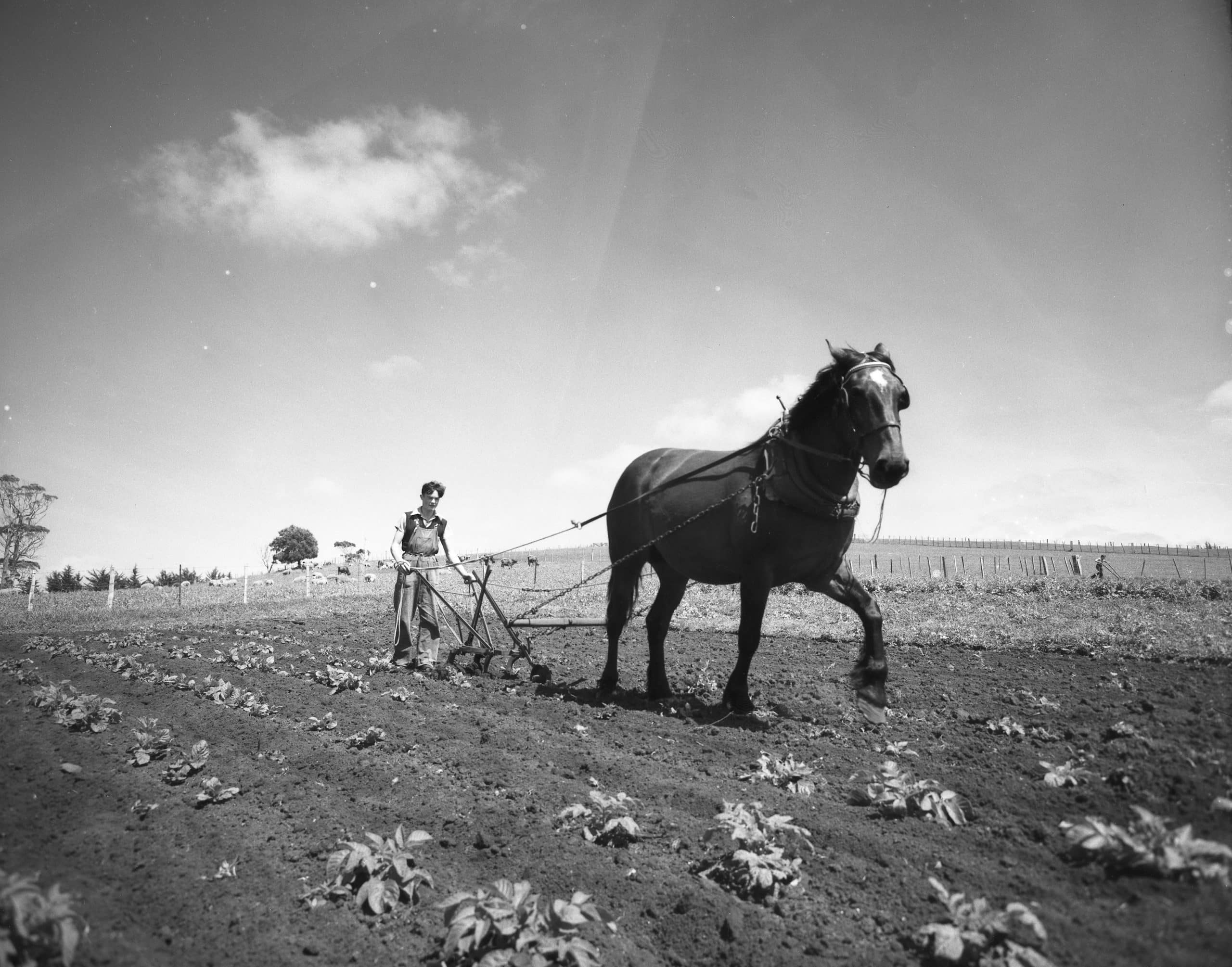A black and white photo of a person in a farm plot with a horse and a plough.
