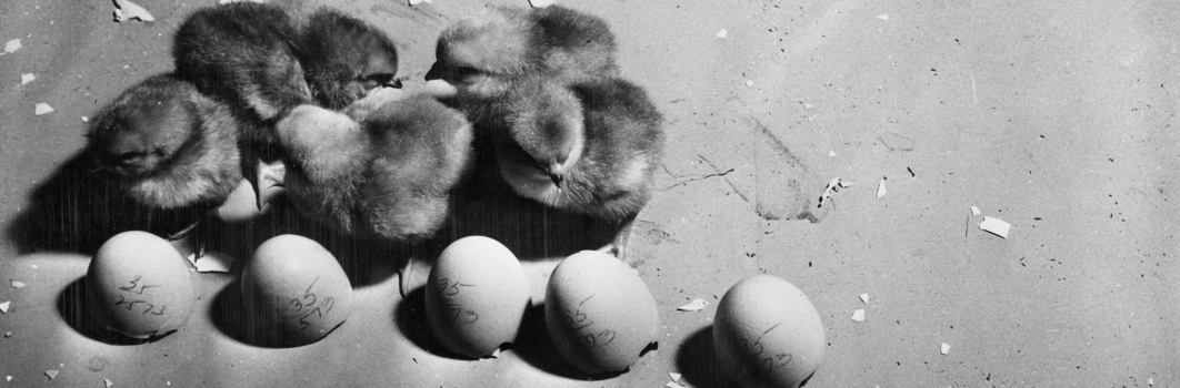 A black and white photo of chicks standing next to eggs with numbers on them.
