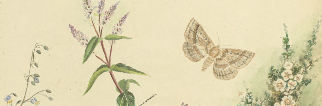 Part of a painting. A blue flow, purple flow a butterfly and white flower.