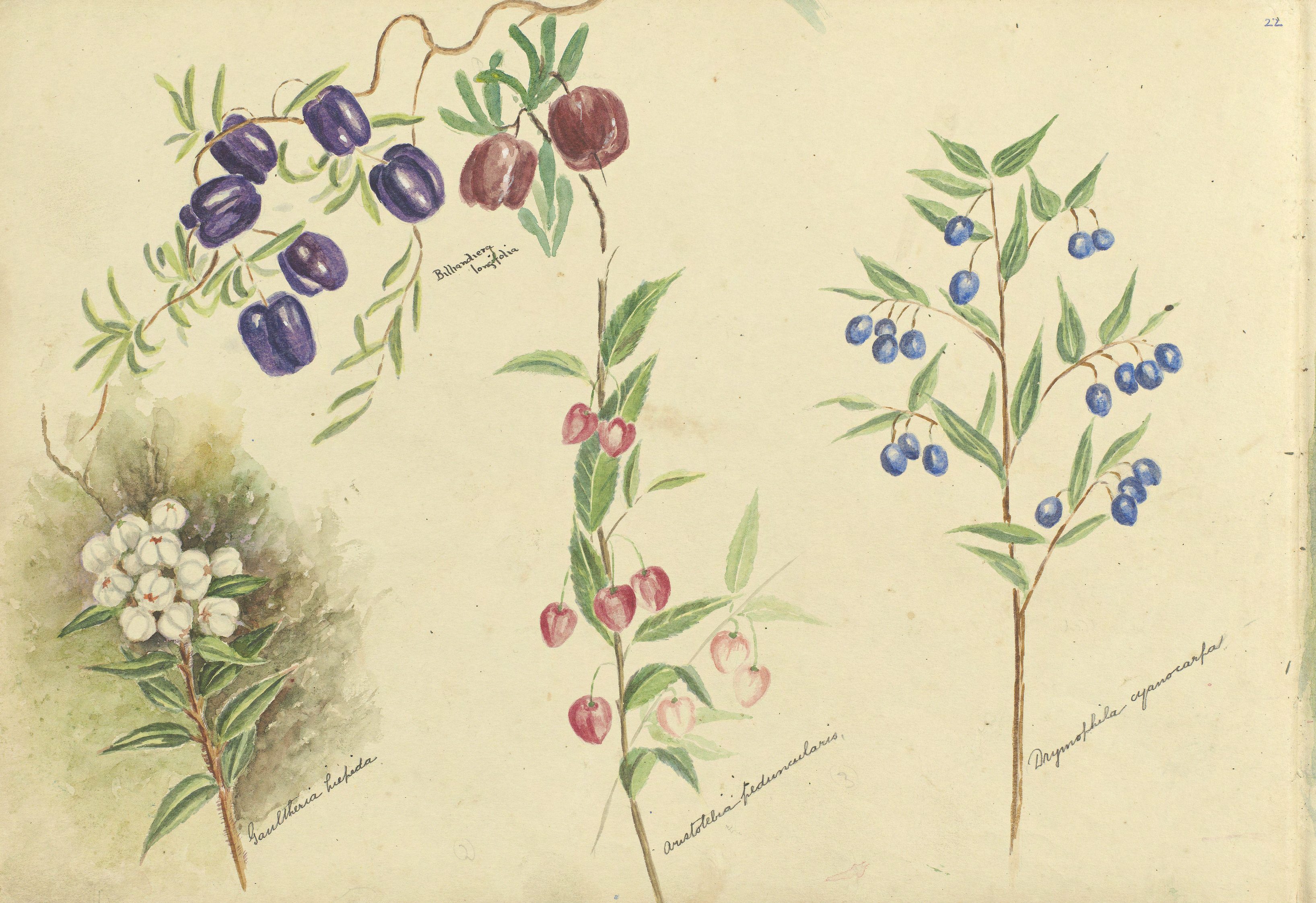 Page 22 from a sketch book featuring a water colour painting of different assorted wildflowers. The artist has labelled each flower with the botanic name.