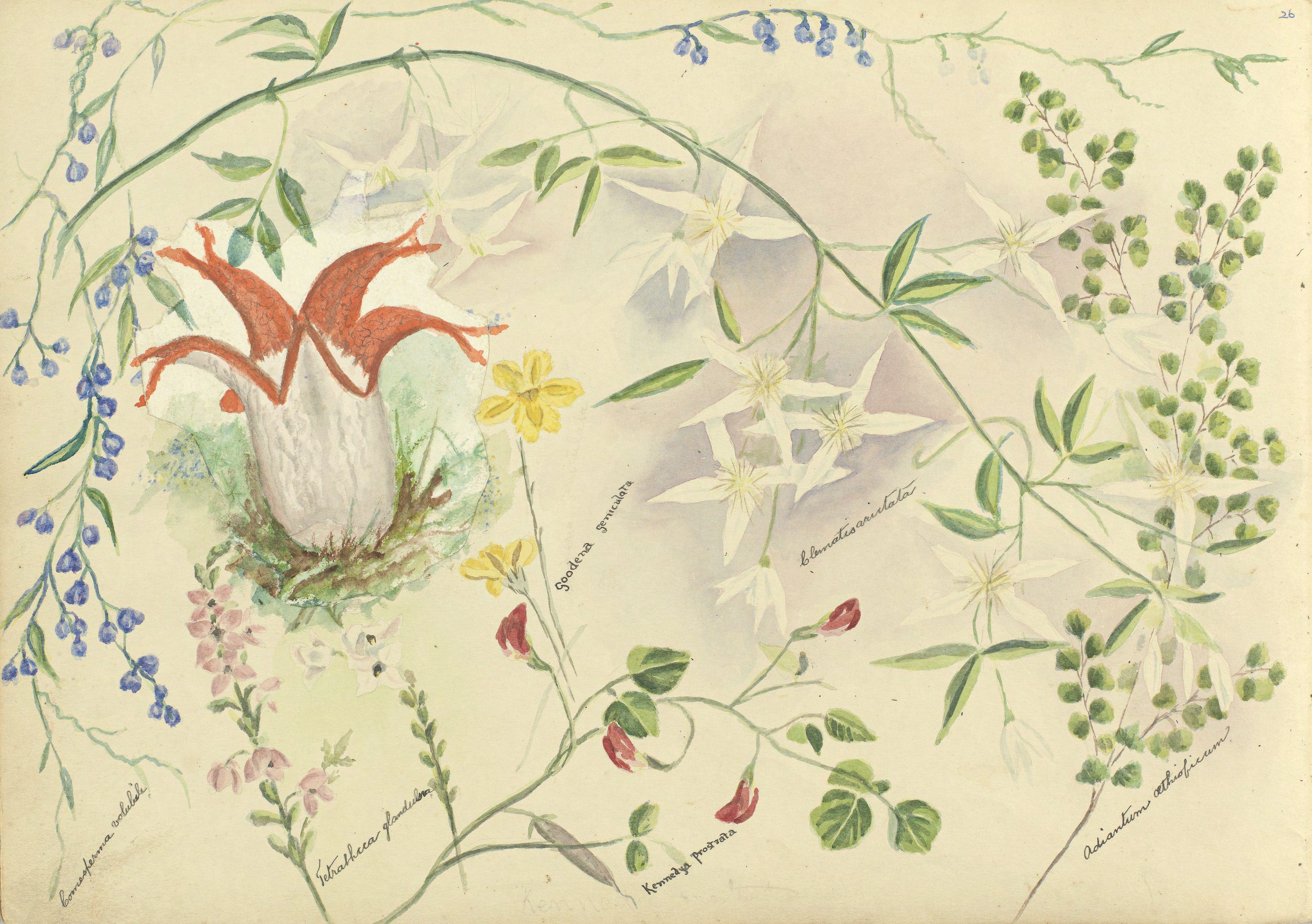 A page from a sketch book featuring a water colour painting of assorted wildflowers. The artist has labelled each flower with the botanic name.