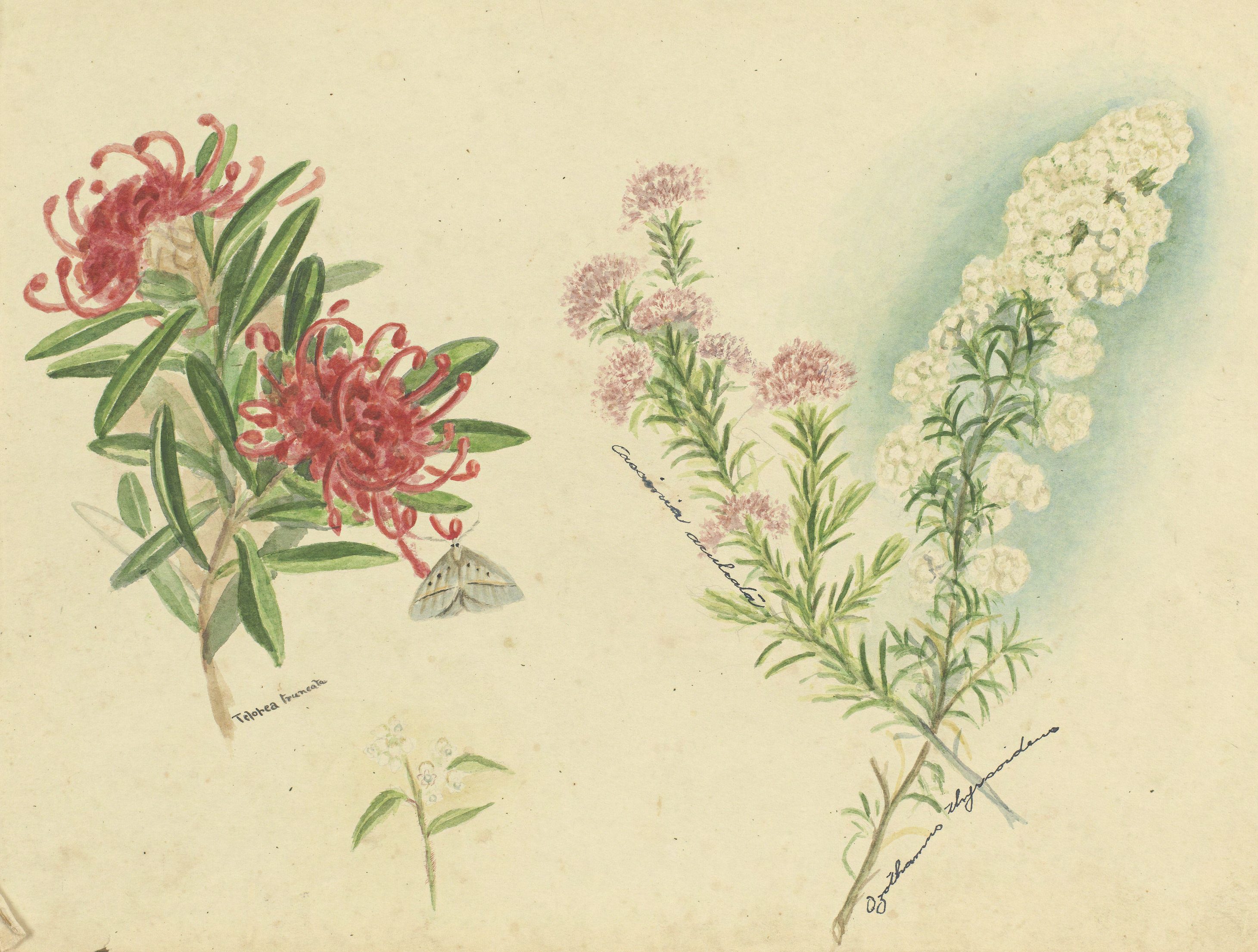 Page 29 from a sketch book featuring a water colour painting of different assorted wildflowers. The artist has labelled each flower with the botanic name.