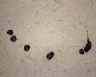 A close up of damage to the drawing. Black spots.