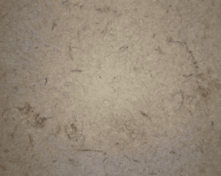 A part of the drawing with black spots removed.