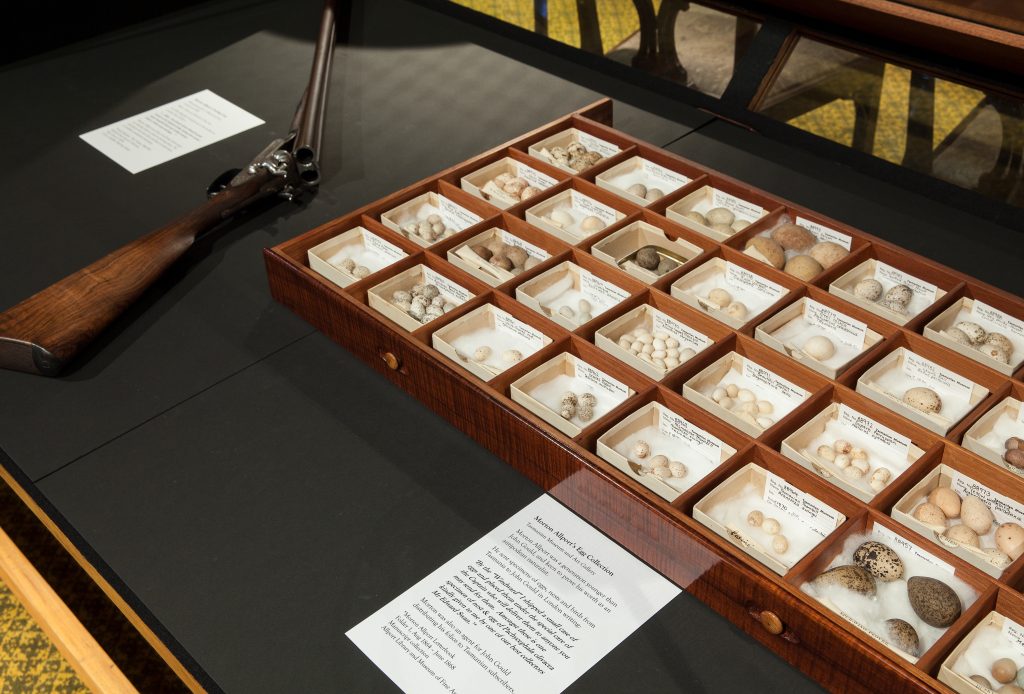 A glass cabinet displaying on the left an antique gun used for hunting birds. On the right sits on a drawer containing a sorted and labelled collection of various different bird eggs.