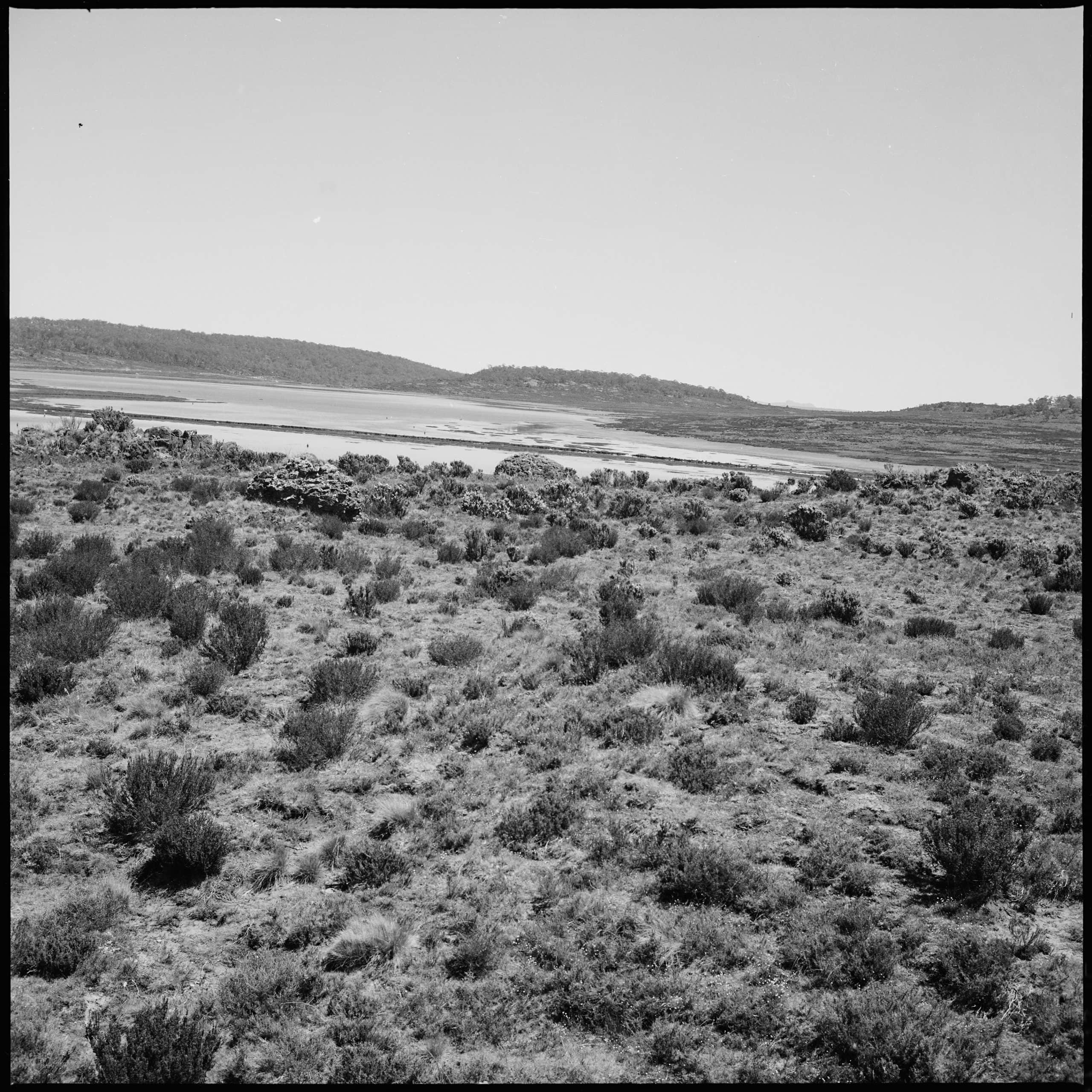 A black and white photo of An open grassland with small shrubs. a lake can be seen in the background.