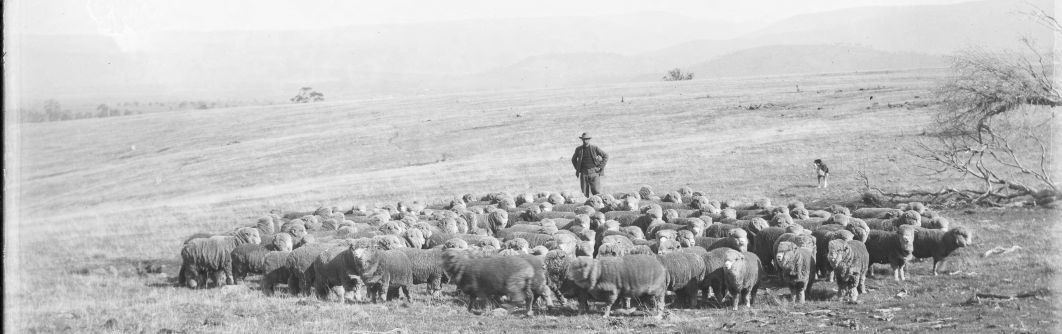 A photograph of a farmer and his flock