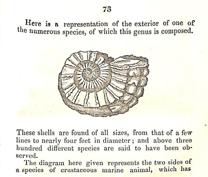 A picture of a Spiral shell. Text at the top reads: “Here is a representation of the exterior of one of the numerous species, of which this genus is composed.” Text at the bottom reads: “These shells are found of all sizes, from that of a few lines to nearly four feet in diameter; and above three hundred different species are said to have been observed. The diagram here given represents the two sides of a species of crustaceous marine animal, which has.”