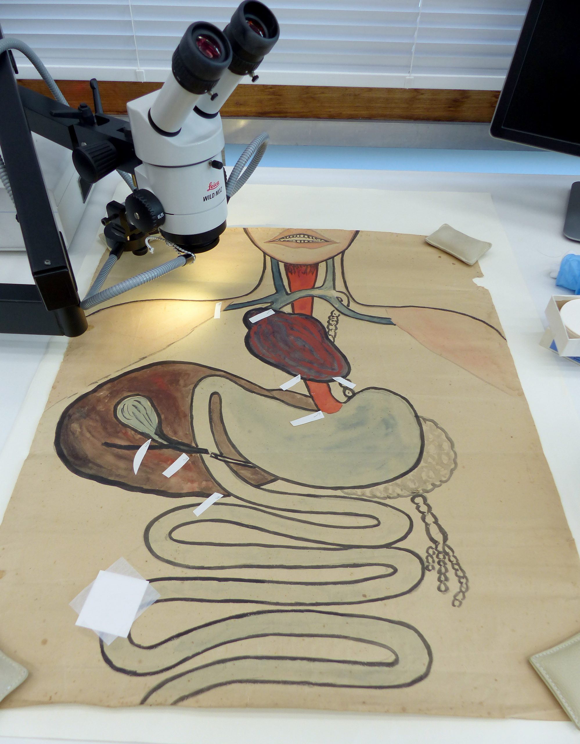 A drawing of a person's digestive system. A microscope sits above the image.