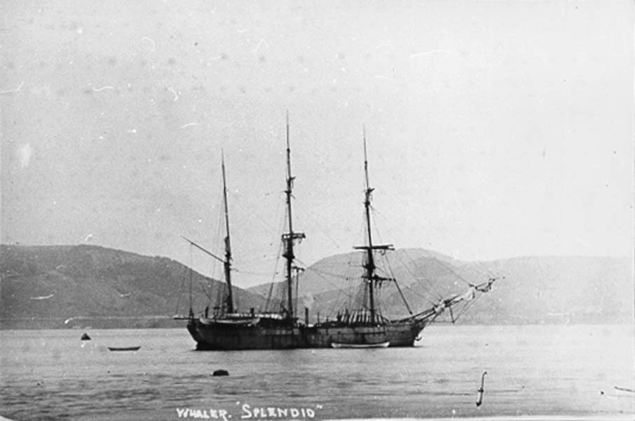 An old photo of the Whaler ship "Splendid" a sailing ship