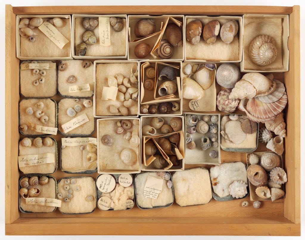 A drawer full of small boxes, each filled with a different kind of small sea shell.