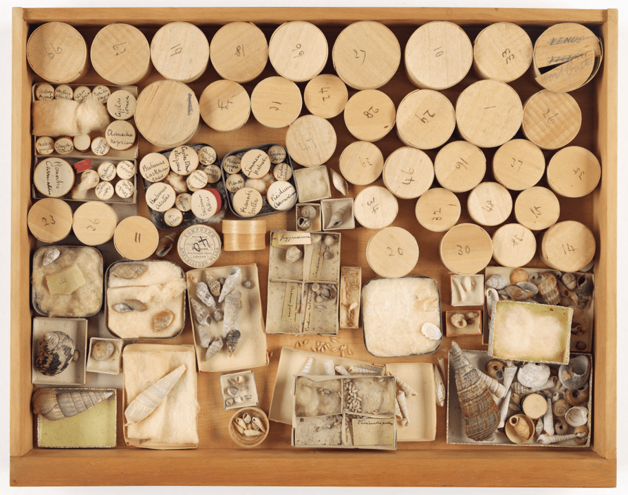 A drawer filled with small boxes and containers, each containing a different kind of small sea shell