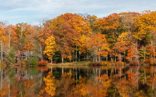 All foliage reflected on the water