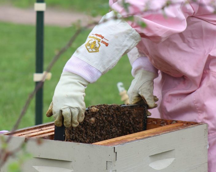 A beekeeper taking out a frame from the apiary