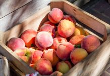 peach