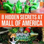 8 Moa Activities For The Whole Family