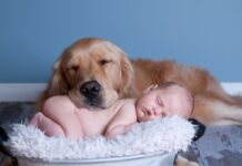 dogs with newborns