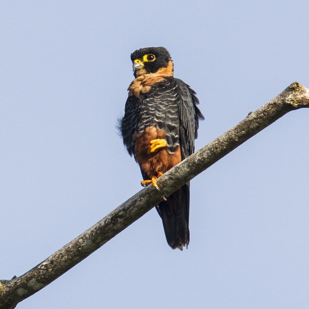 Bat Falcon - Birding Trinbago