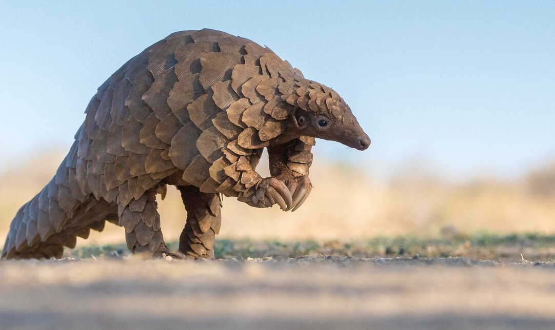 Eight species rolled into one – Addressing the plight of the pangolin | Fauna & Flora