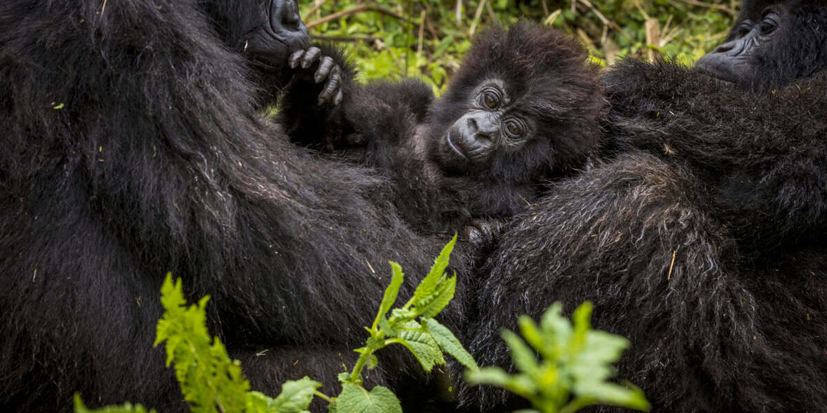 Young mountain gorilla. © Steph Baker / Fauna & Flora