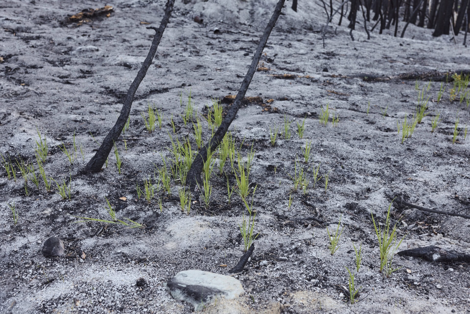 green shoots pop out of the ash-covered ground after a wildfire around Gun Lake, B.C.