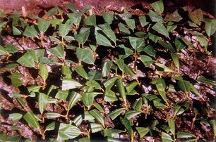 Cultivation and Propagation of Dwarf Rhododendrons - Alpine Garden Society