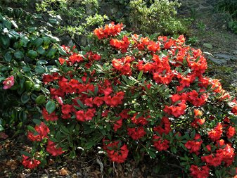 Rhododendron Choices for Small Gardens - Alpine Garden Society