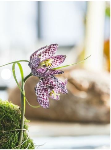 Fritillaria close-up