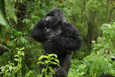 Mountain gorilla silverback displaying by beating chest. © Thomas Marent / Minden / Nature Picture Library