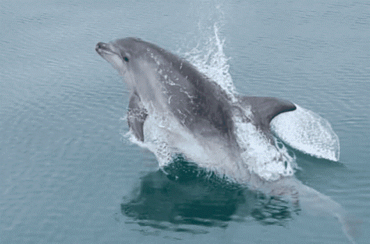 A dolphin leaps out of the water, creating a splash, its body arching gracefully above the calm, blue-green surface—free from school routines and gender stereotypes.