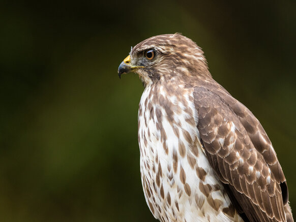 Broadwinged Hawk Birding Trinbago