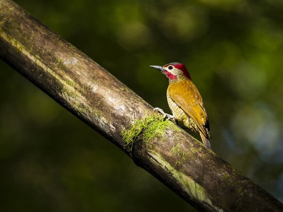 Goldenolive Woodpecker Birding Trinbago