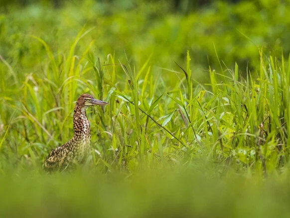 Rufescent Tiger-Heron - Birding Trinbago