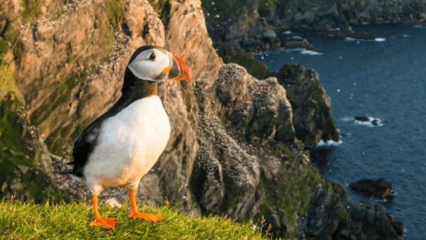 A puffin stands on a grassy cliff edge, with a backdrop of rocky cliffs and the sea. The puffin has a colorful beak and bright orange feet, and the setting sun casts a warm glow on the scene.