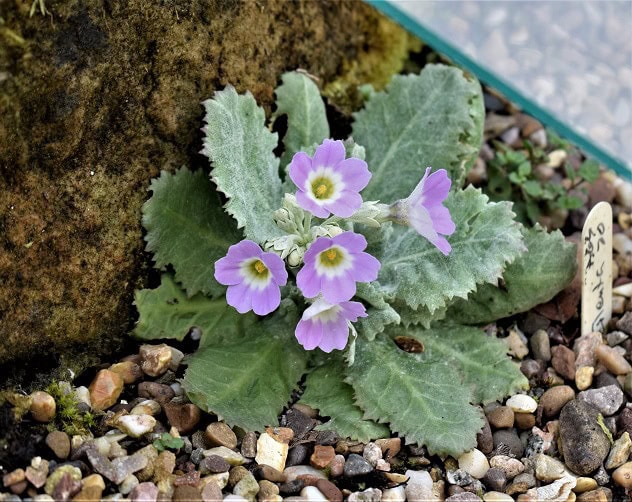 Growing alpine plants in the age of climate change - Alpine Garden Society