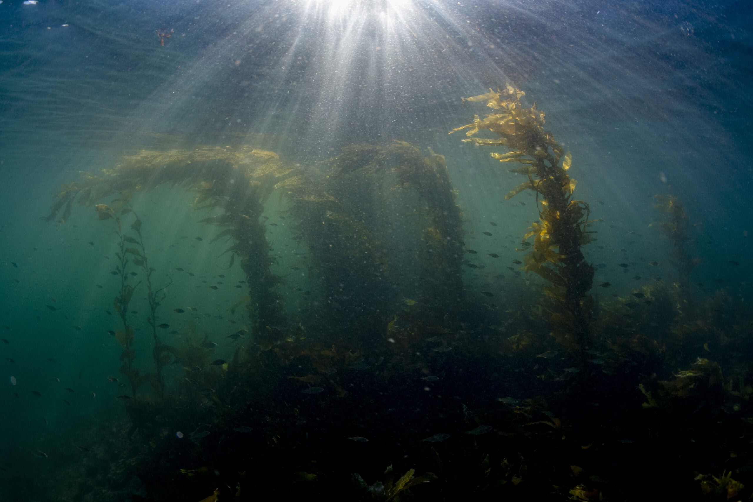 Do kelp forests offer quiet refuge from noisy seas? | The Narwhal