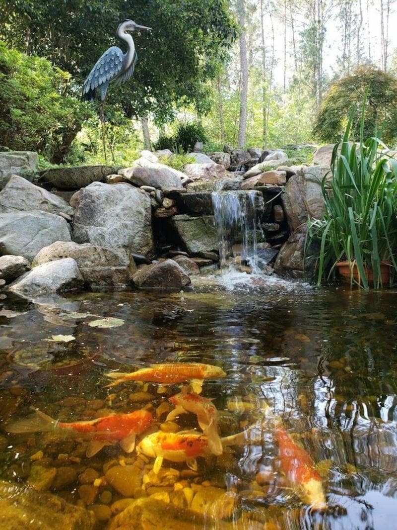 Koi Ponds, Columbia, SC | Aquatic Lifestyles, LLC, image size:800x1066