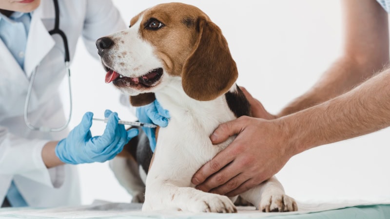 How Many Times Should You Ai a Dog: Expert Tips for Success